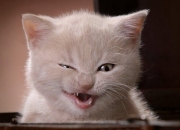 英雄联盟总决赛2025-佩德里的艺术，塞内加尔的毅力，两种教科书在马德里的平行时空