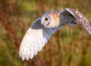 英雄联盟总决赛门票-冰火交织的90分钟，范弗利特如何用冷静改写欧冠剧本