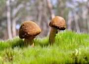 英雄联盟总决赛门票-当东契奇遇见东北虎，一场跨越篮球宇宙的终极较量