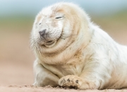 英雄联盟总决赛2025-勇士体系崩溃夜！西亚卡姆一夫当关，单枪匹马击溃王朝底蕴