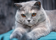 英雄联盟总决赛时间-惊魂一击！比利亚雷亚尔粉碎挪威童话，厄德高一人改写北欧足球命运