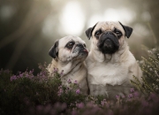 LOL决赛-生死球，当马里强压克罗地亚，我们的西决战场在何处？