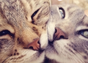 英雄联盟总决赛-演给全国看的伦纳德式差距，活塞对阵广厦队，他的表现堪称教科书