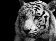 英雄联盟总决赛门票-别处的时间—当篮球天才登上2026世界杯之夜的草坪