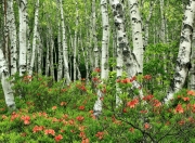 英雄联盟总决赛2025-平行宇宙的绿茵碰撞，拉什福德爆发助力苏格兰奇迹翻盘勒沃库森