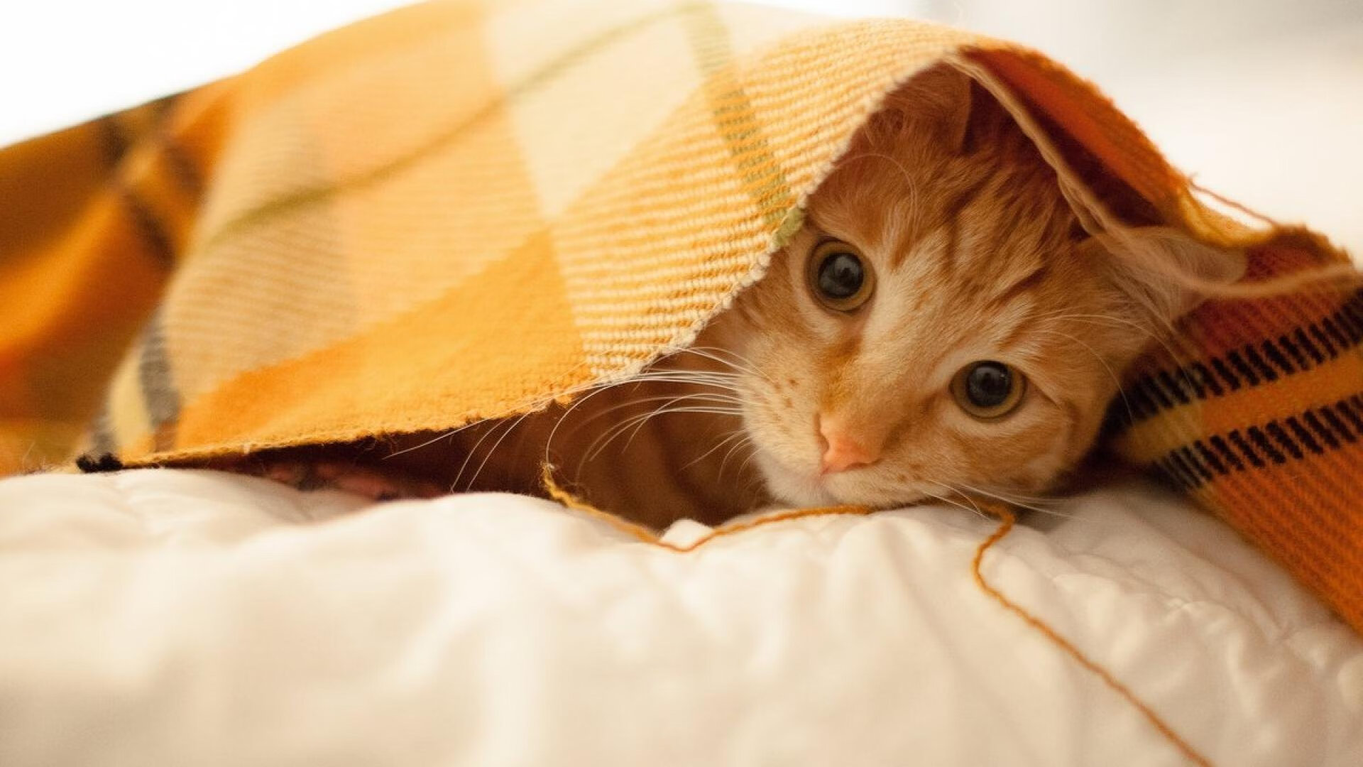 洪都拉斯收割者？解码一场跨越实况与文本的足球狂欢