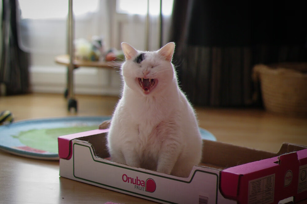 跨越边界的足球意志,从荷兰的橙色风暴到基耶萨的西甲神迹