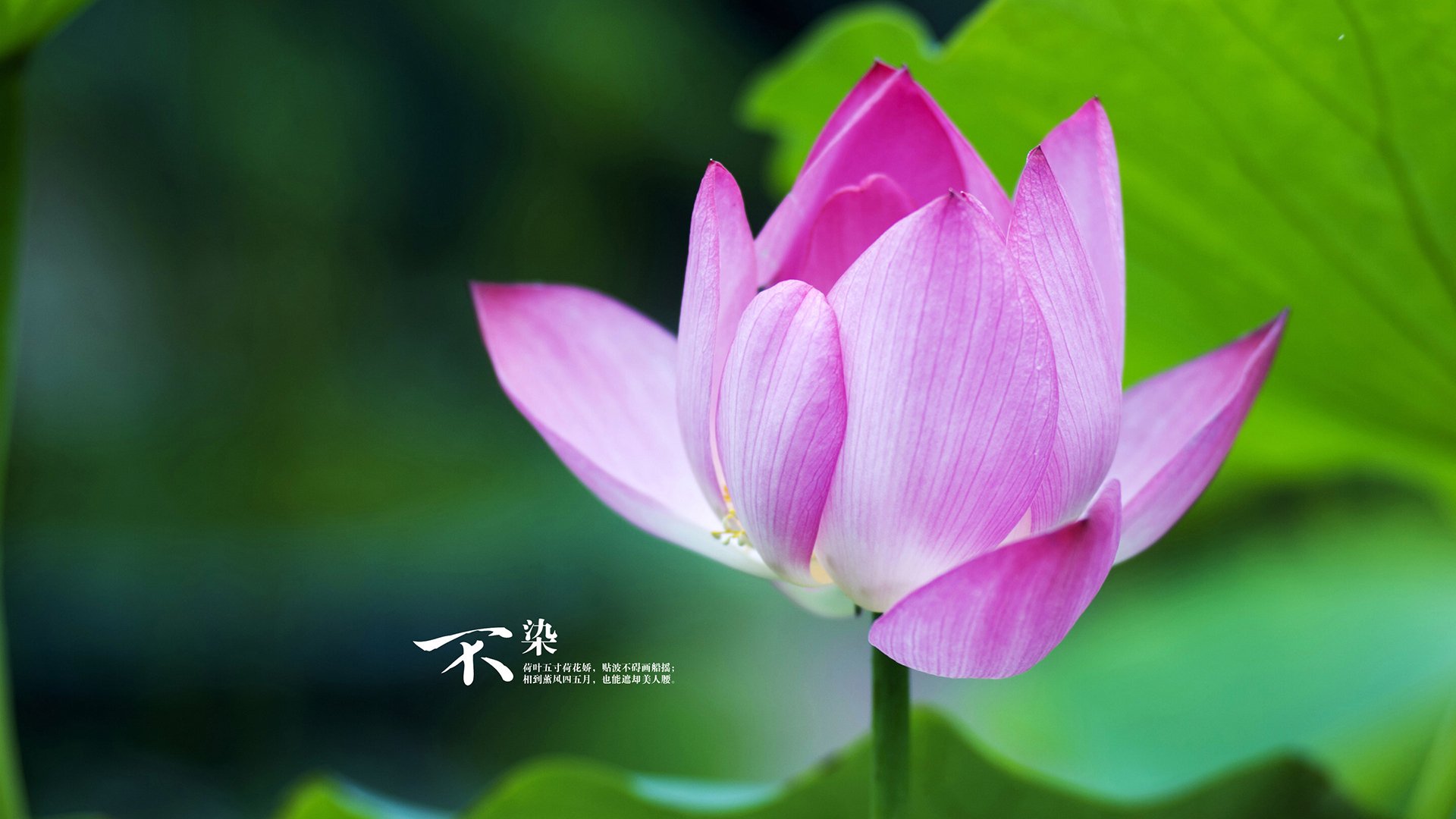 钢铁防线的撕裂者,布雷默一传一射助皇家社会正面击溃亚特兰大