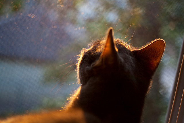 橙蓝交响曲,恩佐教科书般的战术指挥,荷兰军团攻陷马赛港口