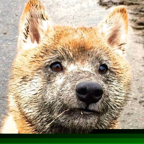 F1街道赛焦点战,绿茵激情注入赛道,莱比锡红牛 vs 里昂的巅峰对决