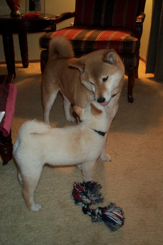 东方巨龙鏖战风城红牛，班凯罗率深圳上演跨洲逆袭