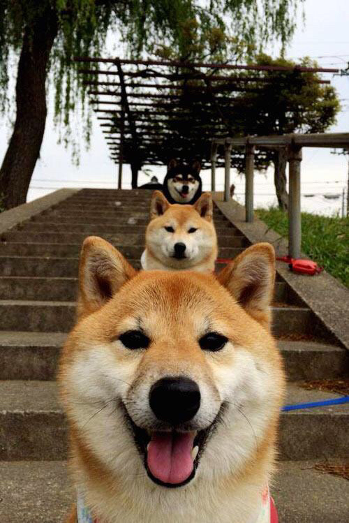 巨人屠龙记,步行者如何用防守的铁笼,关住了鹈鹕的翅膀,却为英格拉姆铺就英雄之路