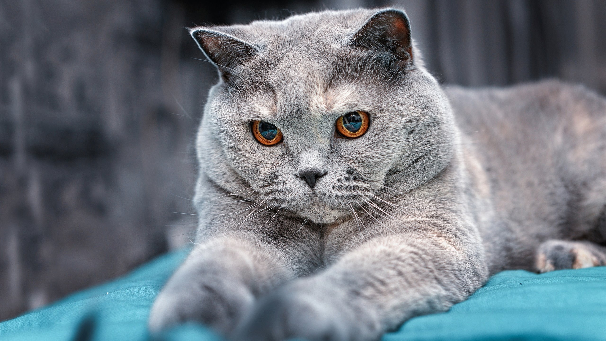 双重奏,德国战车的体系碾压与孙兴慜的独奏华章