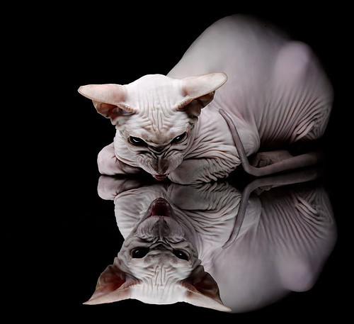 硬仗之王与淘汰赛专家，福登与雷恩的决胜时刻