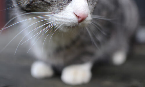 钢铁中场,永不断电,巴尔韦德如何在对阵哥斯达黎加时诠释稳定输出