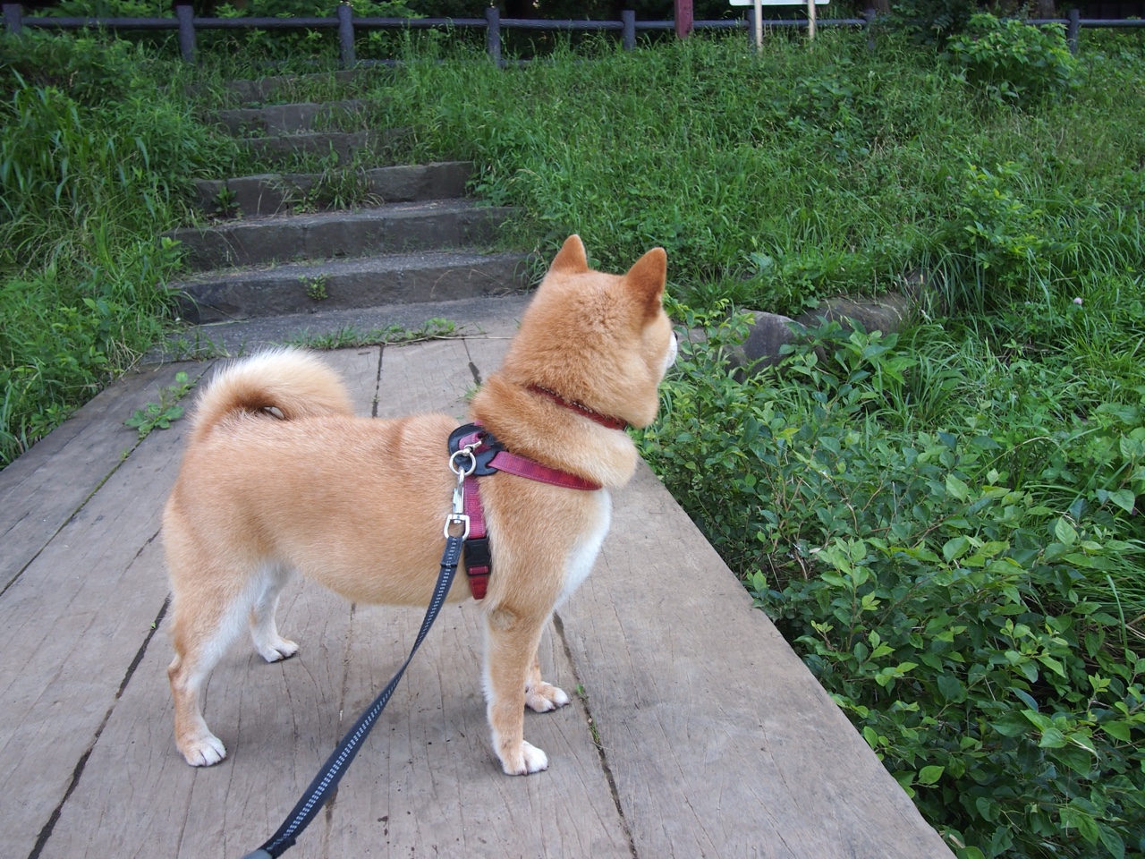 唯一指定救世主!爱德华兹极限翻身后仰绝杀,公牛窒息防死活塞最后一攻