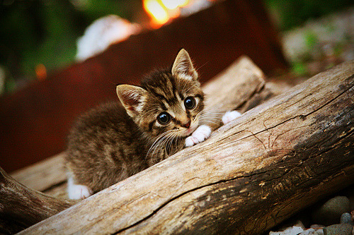 垫脚石快船？不，他们是未来之王，杰伦·格林觉醒夜击碎NBA傲慢